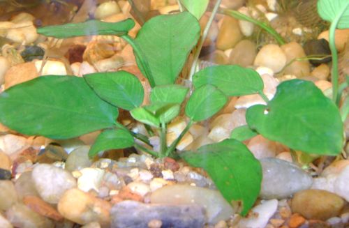 plantes sans substrat anubia nana